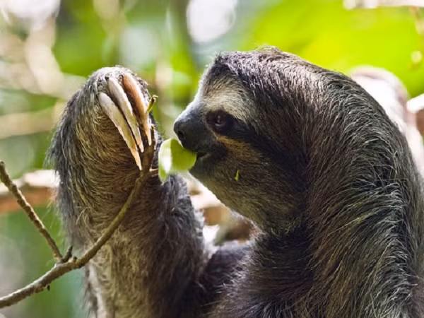 Lười ba ngón có người anh em cùng họ có kích thước lớn hơn là Lười hai ngón. Tuy vậy Lười ba ngón có khả năng bơi nhanh hơn “kẻ bự con” kia. Lười thường di chuyển chậm chạp trên cây. Con non khi sinh ra sẽ bám vào bụng mẹ trong khoảng 9 tháng.