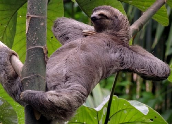 Dù mang tiếng “lười” cùng với sự lề mề trong cách di chuyển nhưng Lười thường thay đổi vị trí giữa các cành cây khác nhau tới 4 lần/ngày. Lười ba ngón sẽ kiếm ăn vào ban ngày, không cố định giờ giấc trong khi Lười hai ngón có thói quen tìm thức ăn vào ban đêm.