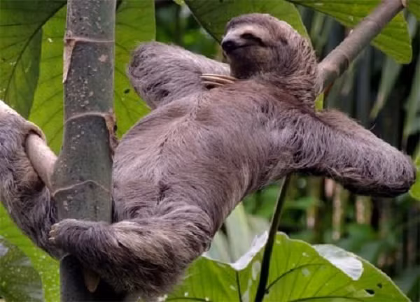 Dù mang tiếng “lười” cùng với sự lề mề trong cách di chuyển nhưng Lười thường thay đổi vị trí giữa các cành cây khác nhau tới 4 lần/ngày. Lười ba ngón sẽ kiếm ăn vào ban ngày, không cố định giờ giấc trong khi Lười hai ngón có thói quen tìm thức ăn vào ban đêm.