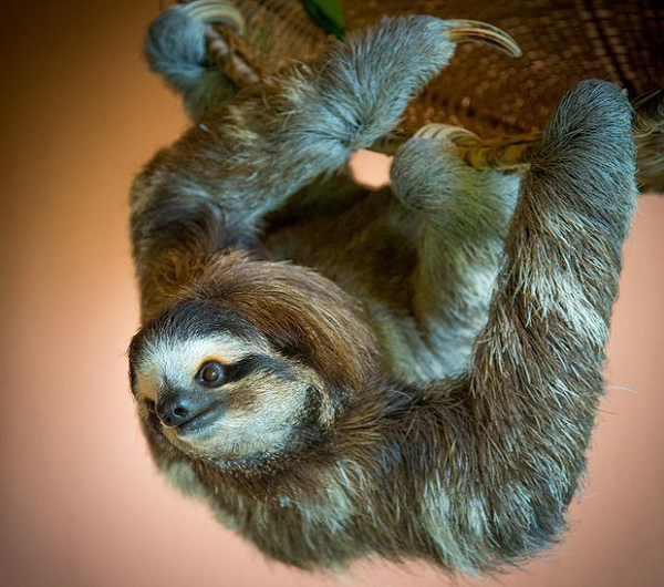 Con Lười thường không thể di chuyển bằng cả bốn chi vì vậy chúng thường phải dùng 2 chi trước và móng vuốt để chuyền cành trong các khu rừng nhiệt đới.