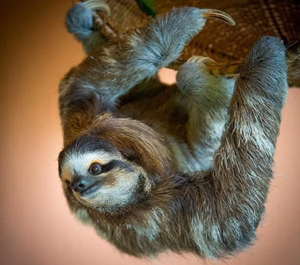 Con Lười thường không thể di chuyển bằng cả bốn chi vì vậy chúng thường phải dùng 2 chi trước và móng vuốt để chuyền cành trong các khu rừng nhiệt đới.