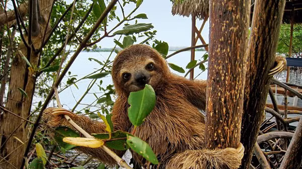 Điều này xuất phát từ những hành vi chậm chạp của loài Lười, tuy nhiên, chính những chiếc lông màu xanh này lại là lớp ngụy trang tự nhiên, giúp Lười thoát khỏi kẻ săn mồi.