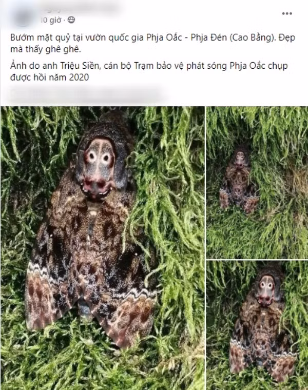 Trên một fanpage mạng xã hội Facebook bất ngờ đăng tải loạt hình ảnh cận cảnh về loài bướm mặt quỷ đang được bảo tồn tại vườn quốc gia Phia Oắc – Phia Đén (Cao Bằng). Được biết, những hình ảnh này được anh Triệu Siền – cán bộ Trạm bảo vệ phát sóng Phia Oắc chụp vào năm 2020.