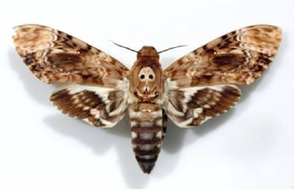 Trong cổ họng của loài bướm khác thường này có một cơ quan đặc biệt để phát ra âm thanh. Phía trong của môi có một màng cứng bằng sừng (chitin) rung lên thành tiếng khi không khí đi qua. Âm thanh bướm đầu lâu phát ra khá lớn, nghe tựa như tiếng người gào thét.