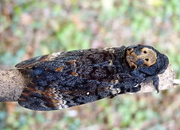 Khi ấu trùng lột xác thành bướm, thân chúng dài từ 4,6 đến 6cm, sải cánh khi căng ra dài tới 12cm.