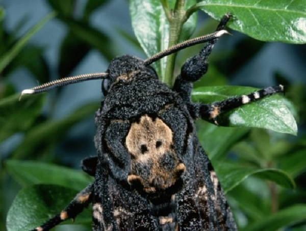 Khác các loài bướm khác, chúng có một chiếc vòi ngắn. Chúng không đậu trên hoa hút nhuỵ, mà thường “ăn cắp” mật đã luyện sẵn từ các đõ ong.