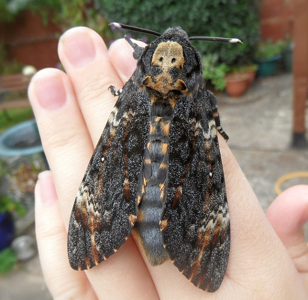 Bướm mặt quỷ thường bay từ châu Phi sang châu Âu để sinh sản vào mùa hè hàng năm. Loài bướm này xuất hiện nhiều ở những cánh đồng khoai tây bởi ấu trùng của chúng dưới dạng sâu róm và rất thích ăn lá cây khoai tây.