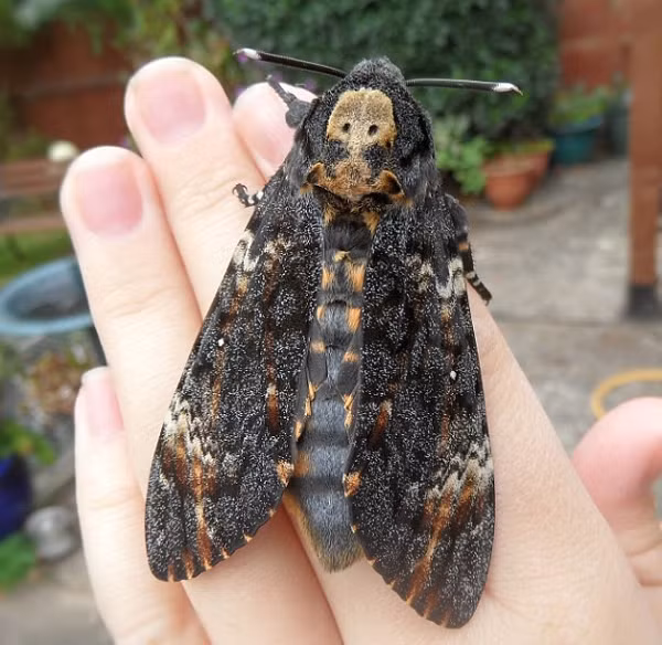 Bướm mặt quỷ thường bay từ châu Phi sang châu Âu để sinh sản vào mùa hè hàng năm. Loài bướm này xuất hiện nhiều ở những cánh đồng khoai tây bởi ấu trùng của chúng dưới dạng sâu róm và rất thích ăn lá cây khoai tây.