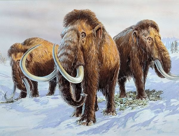 Cỏ xanh nay là loại thực vật chủ đạo trong nhiều khu vực rào kín. Lượng carbon lắng đọng trong đất đang tăng lên, và tốc độ khôi phục dưỡng chất của đất đang được đẩy nhanh.