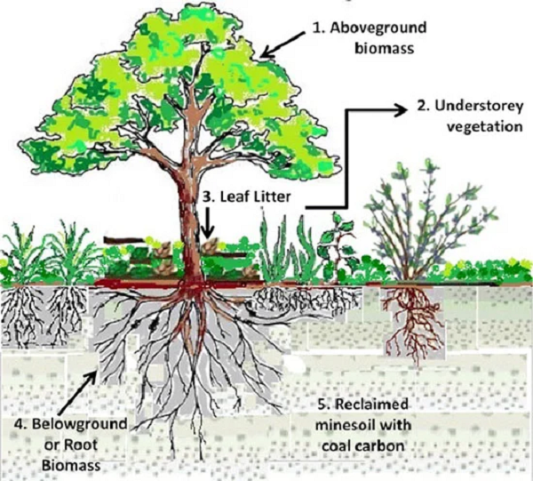 Với việc dự án đảo ngược tuyệt chủng đối với voi ma mút lông rậm đang được tiến hành, Zimov hi vọng một ngày nào đó sẽ đưa được chúng vào công viên. Hiện không có loài họ hàng gần nào, hay phần thi thể đóng băng nào còn sót lại, của các loài động vật đã tuyệt chủng khác từng sống trong khu vực này. Chính vi vậy, những động vật như hổ răng kiếm đã vĩnh viễn không còn cơ hội quay lại nữa.