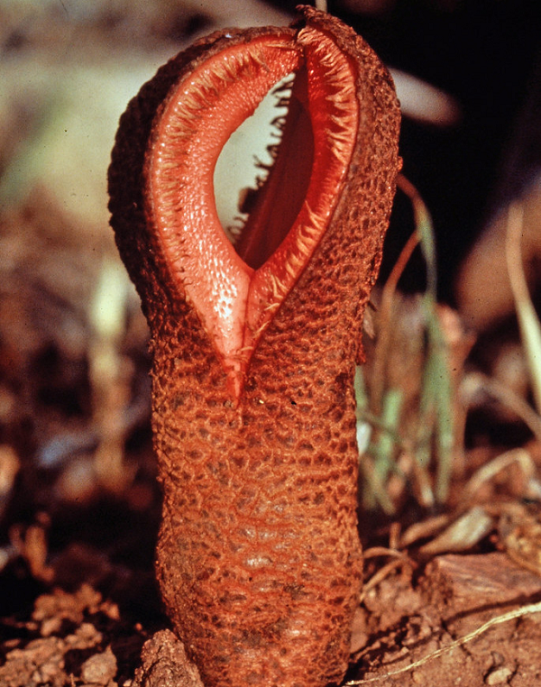 Họ hàng của loài cây này thường ẩn mình trong lòng đất, hút chất dinh dưỡng từ rễ cây chủ.