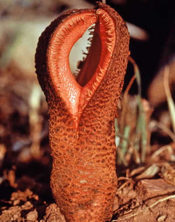 Họ hàng của loài cây này thường ẩn mình trong lòng đất, hút chất dinh dưỡng từ rễ cây chủ.