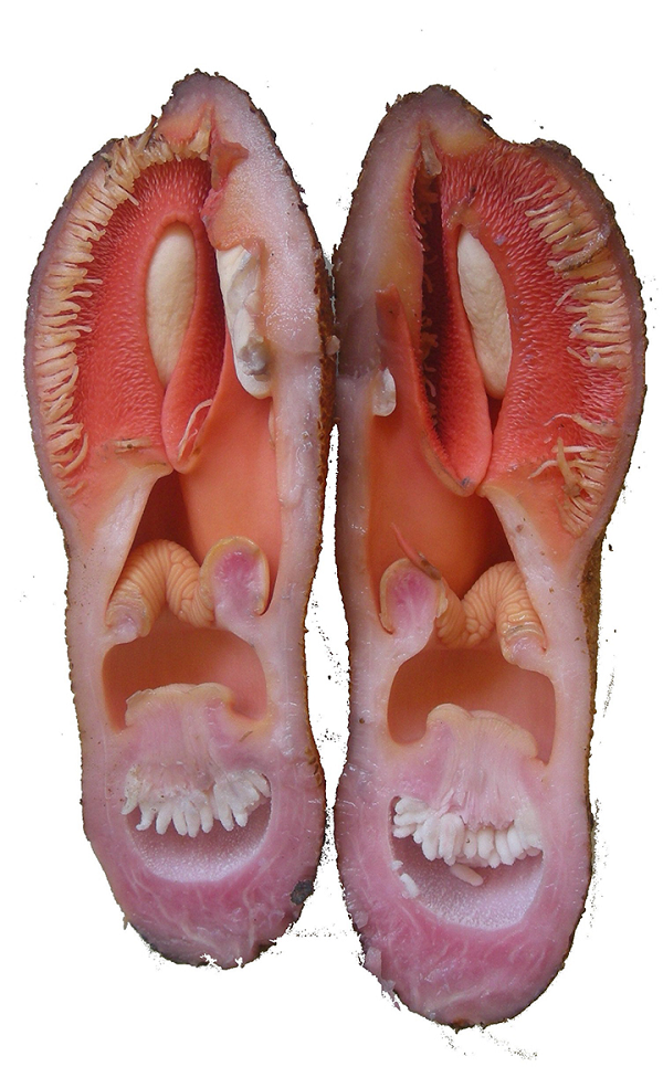 Hoa của Hydnora africana, khi lần đầu tiên mở ra, sẽ để lộ những sợi lông rất chắc màu trắng dọc theo mép phía bên trong các “cánh đài”. Các khe hở giữa các “cánh đài” này chỉ đủ lớn để một con bọ xâm nhập. Và mặc dù một con bọ cánh cứng có thể tiến vào bên trong hoa, nhưng nó lại gặp khó khăn trong việc tìm đường để ra khỏi bông hoa do bị các sợi lông ngăn cản.