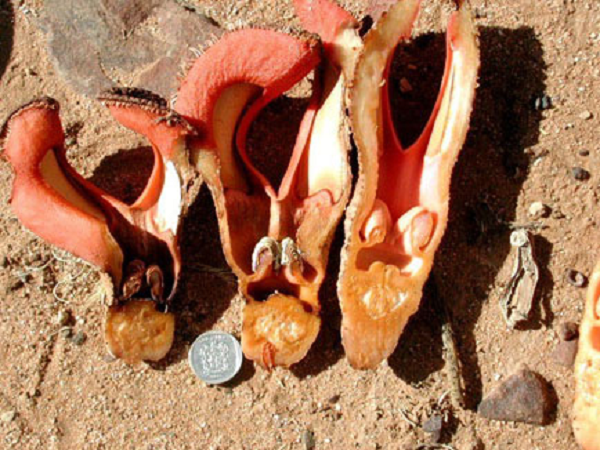 Điều này khiến cho con bọ ở bên trong Hydnora africana đủ lâu để bọ cánh cứng có thể dính đầy phấn hoa hay thụ phấn cho nhụy ở đáy của ống hoa. Sau khi con bọ ở trong hoa được vài ngày, hoa sẽ mở ra giải phóng côn trùng để lây lan phấn hoa đến các loài hoa khác trong khu vực.