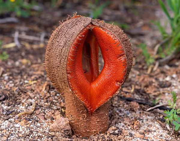 Thường được biết đến dưới cái tên “thức ăn cho chó”, Hydnora Africana là một loài cây ký sinh được xếp vào loại lạ lùng nhất trên thế giới.