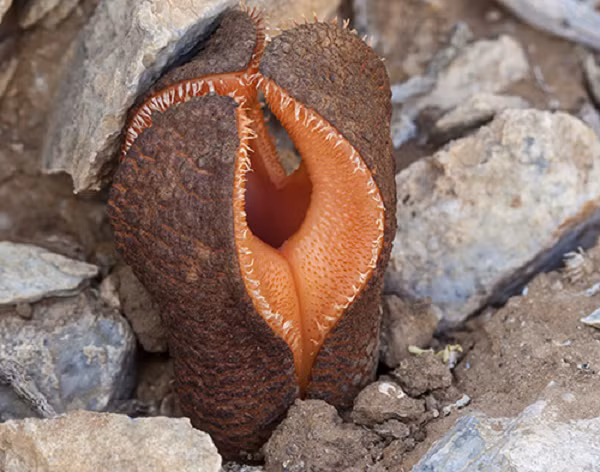 Hoa dày và mọng nước. Phần của hoa trên mặt đất có hình ống với ba lỗ được mở bởi bởi ba cấu trúc được đặt tên thực vật học là các phân đoạn bao hoa ( perianth segment ), có thể tạm gọi là “cánh hoa và lá đài” hoặc các “cánh đài” ( tepals ).