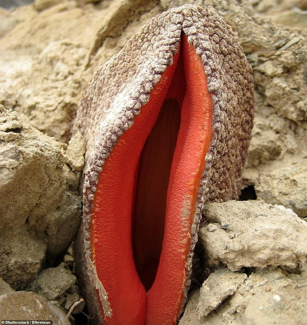 Hydnora Africana sinh sống chủ yếu ở những khu vực ven biển từ Nam Phi đến tây nam Angola.