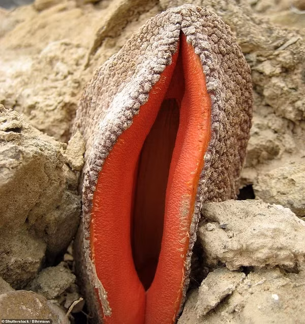 Hydnora Africana sinh sống chủ yếu ở những khu vực ven biển từ Nam Phi đến tây nam Angola.