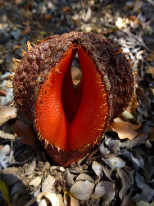 Hydnora africana thụ phấn nhờ côn trùng bằng cách cung cấp thức ăn cho chúng, đó chính là vật mồi ở bên trong “cánh đài“. Sau khi ăn trên vật mồi, con bọ cánh cứng bị mắc kẹt sẽ rơi xuống bao phấn trên ống hoa, nơi nó tiếp tục “bữa tiệc” ăn phấn hoa một cách ngon lành đồng thời cũng vô tình thu thập phấn hoa nhờ những sợi lông trắng trên cơ thể.