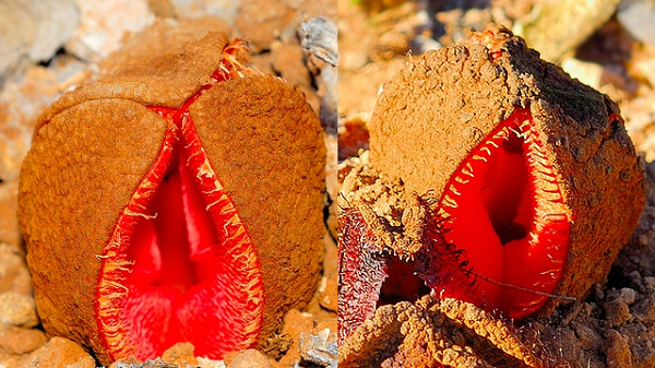 Hydnora africana cho quả dưới lòng đất, và phải mất tới hai năm để có thể chín hoàn toàn. Quả có hương vị và bề mặt tương tự như khoai tây, đường kính có thể lên tới khoảng 8 cm. Quả này thường được người dân địa phương dùng làm thuốc chữa những bệnh liên quan đến thận, bàng quang, bệnh kiết lị và trị mụn trứng cá.