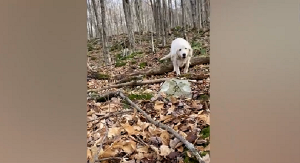 Tuy nhiên, chú chó này tỏ ra khá thận trọng và không chịu đi theo người ân nhân vừa tìm ra mình. Chàng trai của chúng ta đã phải dành ra 1 khoảng thời gian khá dài để đuổi bắt vòng quanh với nó, trước khi giúp nó bình tĩnh trở lại và dùng bánh snack để dụ nó lên xe của mình, đưa về nhà và đợi gia đình ông bà Morgan tới đón.