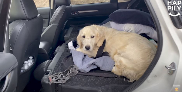 Anh chàng hướng dẫn viên leo núi kiêm videographer Brian James đã sử dụng chiếc drone của mình để tìm ra 1 chú chó chơi quên đường về trong rừng từ 10 ngày trước đó.