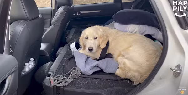 Anh chàng hướng dẫn viên leo núi kiêm videographer Brian James đã sử dụng chiếc drone của mình để tìm ra 1 chú chó chơi quên đường về trong rừng từ 10 ngày trước đó.