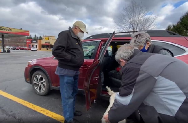 Cô chó này tỏ ra khá thờ ơ với người chủ, nhưng vẫn sẵn sàng leo lên xe để về nhà sau 10 ngày lang bạt. ông Gary Morgan chia sẻ chi tiết về khoảnh khắc Meadow trở về nhà sau hơn 1 tuần mất tích: “Tôi thì lúc nào cũng yêu quý chú chó của mình, nhưng nó luôn tỏ ra khá điềm tĩnh như thể tình yêu của tôi không có gì to tát vậy. Bình thường, tôi sẽ phải bế Meadow vào trong ô tô chứ còn lâu nó mới chủ động leo lên xe".