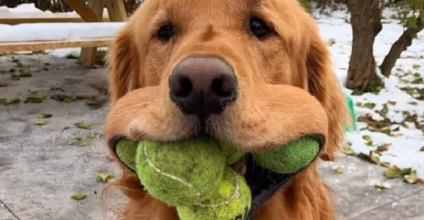 Vào năm 2003, chú chó có tên Augie đã giành được vị trí kỷ lục trong khả năng nhét bóng tennis vào miệng, nhưng sự thành công của Finley đã khiến chú nhân của nó yêu cầu xác lập kỷ lục mới.