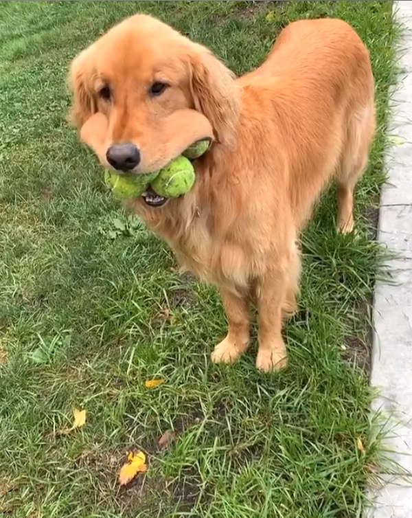 Chú chó Golden có tên Finley, 6 tuổi, đến từ quận Ontario, New York, đã thành công đưa 6 quả bóng khổng lồ vào miệng một lúc, đánh bại chú chó giữ kỷ lục Guinness thế giới trước đó.