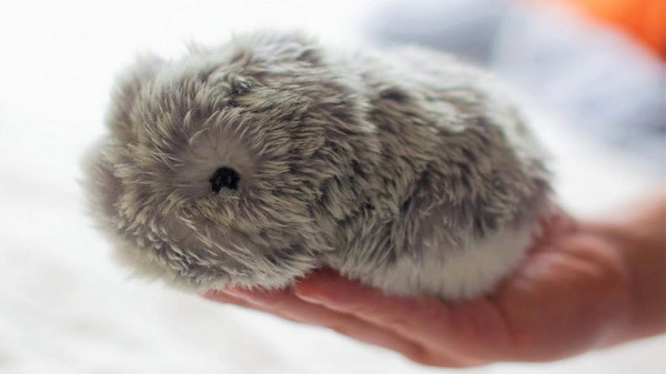 Nhờ công nghệ đó, Moflin có thể bắt chước động vật một cách thực tế hơn – đặc biệt bạn lại không phải dọn dẹp đống lộn xộn do thú cưng bày ra và chi tiền cho các cuộc hẹn bác sĩ thú y tốn kém.