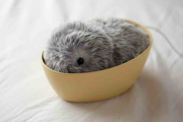 Moflin thậm chí còn có một công cụ âm thanh tích hợp có thể tạo ra vô số mẫu âm thanh để truyền đạt tốt hơn cảm giác của nó, đôi khi ngay cả khi Moflin đang “ngủ”.