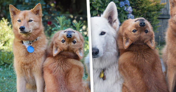 Cô gái Ashleigh MacPherson, đến từ New Zealand, đã luyện thành công cho chú chó Kiko của mình tuyệt kĩ lật đầu 180 độ.