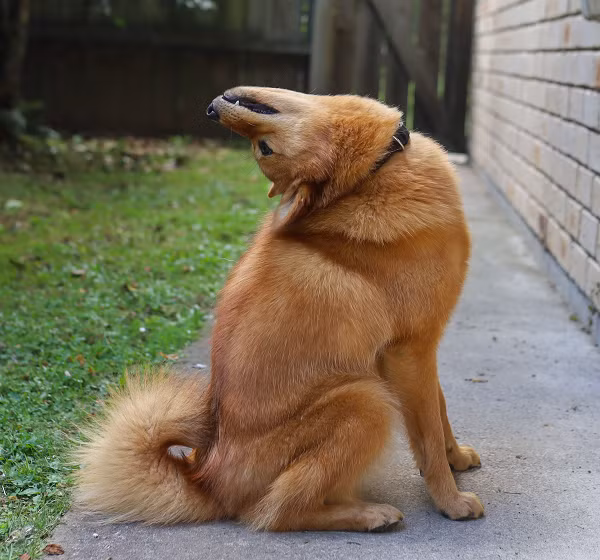 Chú chó Kiko thuộc giống chó săn Phần Lan. Đây là giống chó tầm vừa và nhỏ, chúng cao từ 38 đến 51cm, nặng tầm 14 đến 16kg. Thân thể con vật vuông vắn, với dáng đi tự tin. Với ngoại hình có mõm nhọn, tai dựng và bộ lông kép có màu vàng đỏ sáng cho tới màu mật ong. Chó săn Phần Lan trông có phần khá giống một con cáo.