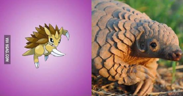 Sandslash với lớp vảy trên người, bộ móng vuốt và đôi mắt đích thị là phiên bản anime của loài tê tê ngoài đời thực.