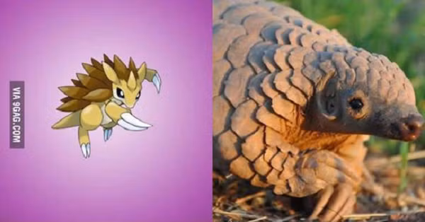 Sandslash với lớp vảy trên người, bộ móng vuốt và đôi mắt đích thị là phiên bản anime của loài tê tê ngoài đời thực.