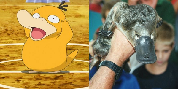 Thú mỏ vịt chính là nguyên mẫu của Psyduck trên thực tế.