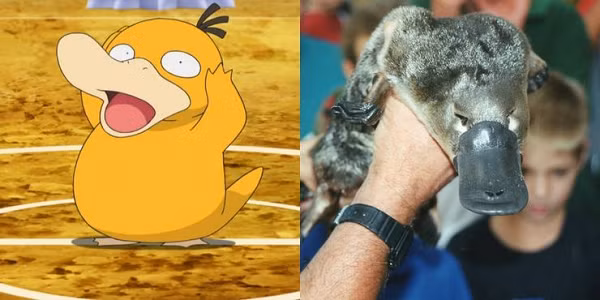 Thú mỏ vịt chính là nguyên mẫu của Psyduck trên thực tế.