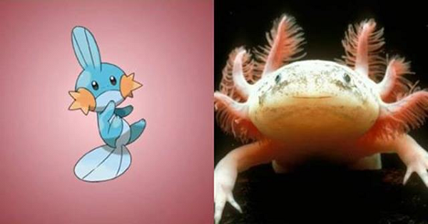Mudkip lấy cảm hứng từ loài kỳ nhông Axolotl của Mexico, bởi vậy nên nó cũng có những chiếc vây lớn cùng biểu cảm khuôn mặt khá dễ thương.