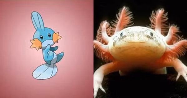 Mudkip lấy cảm hứng từ loài kỳ nhông Axolotl của Mexico, bởi vậy nên nó cũng có những chiếc vây lớn cùng biểu cảm khuôn mặt khá dễ thương.