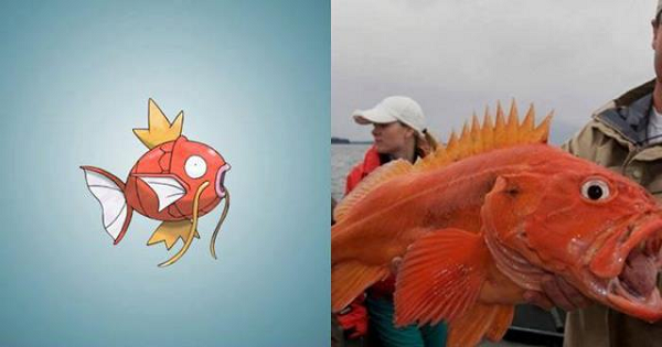 Cá Magikarp ngộ nghĩnh thực chất chính là loài cá chép cảnh. Ngoài đời thực thì cá chép cảnh cũng ngộ nghĩnh chẳng kém gì cá Magikarp trong anime.