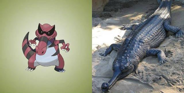 Pokémon Krookodile thực ra được dựa trên loài cá sấu, ngay từ cái tên Krookodile người xem cũng có thể đoán ra nó là cách nói lái của Crocodile.