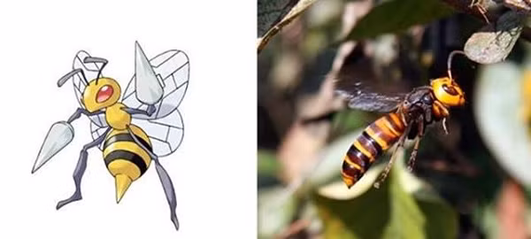 Beedrill – Pokémon có hình dang con ong hiếu chiến được lấy cảm hứng từ loài ong vò vẽ Nhật Bản.