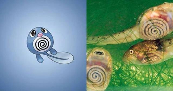 Pokémon Poliwag được thiết kế dựa trên những chú nòng nọc trong suốt. Lũ nòng nọc bé xíu này sau khi lớn lên sẽ trở thành những con ếch thực thụ, giống như Poliwag tiến hóa thành Poliwrath và Politoed.