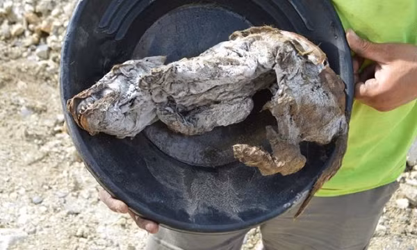 Con chó sói kỷ Băng Hà vẫn còn mô mềm, lông và da nhờ nằm trong lớp đất đóng băng vĩnh cửu được phát hiện bởi một thợ đào vàng khai quật lớp đất đóng băng ở vùng Yukon, Canada, vào tháng 7/2016, tại mỏ vàng Klondike gần thành phố Dawson.