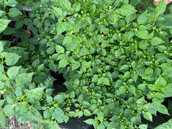 Chị cho biết thêm loại ớt này chỉ một tuần là có thể thu hoạch được, tính từ thời điểm có quả nhỏ. Trong vườn, chị có khoảng chục cây nên ngày nào chị cũng thu được khoảng vài chục trái ớt chín.