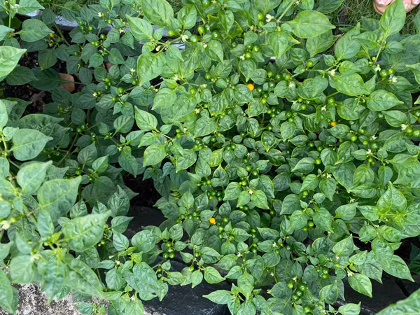 Chị cho biết thêm loại ớt này chỉ một tuần là có thể thu hoạch được, tính từ thời điểm có quả nhỏ. Trong vườn, chị có khoảng chục cây nên ngày nào chị cũng thu được khoảng vài chục trái ớt chín.