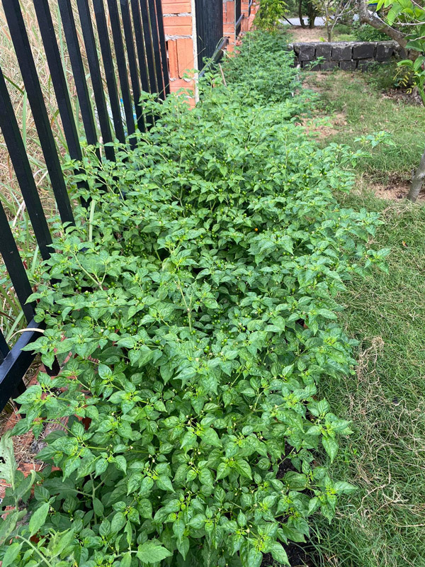 Chị Đỗ Mỹ Dung (Rạch Giá, Kiên Giang) – người đem tặng ớt Aji Charapita, đã nhận được hàng nghìn tin nhắn và bình luận với mong muốn nhận được những quả ớt này miễn phí.