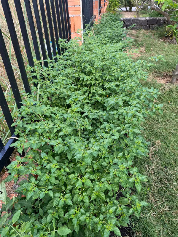 Chị Đỗ Mỹ Dung (Rạch Giá, Kiên Giang) – người đem tặng ớt Aji Charapita, đã nhận được hàng nghìn tin nhắn và bình luận với mong muốn nhận được những quả ớt này miễn phí.