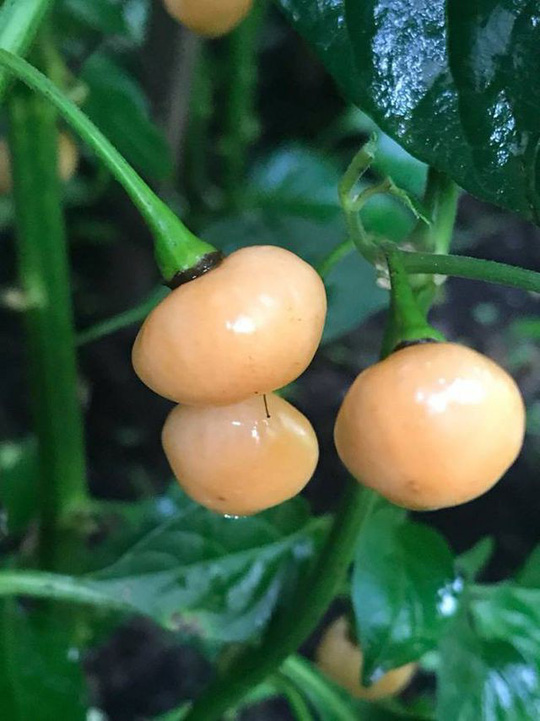 Cùng với hoa nghệ tây và vani, ớt Aji Charapita được xem là một trong những loại gia vị đắt giá nhất thế giới.